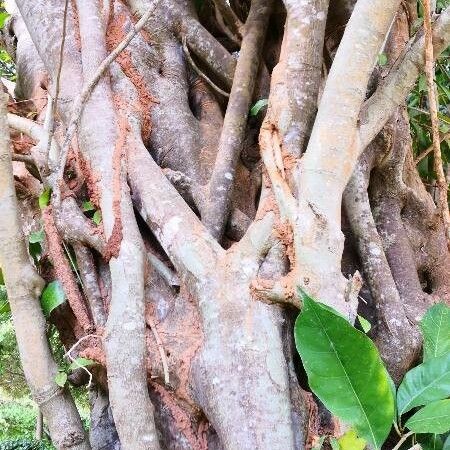 Ficus tinctoria Bark