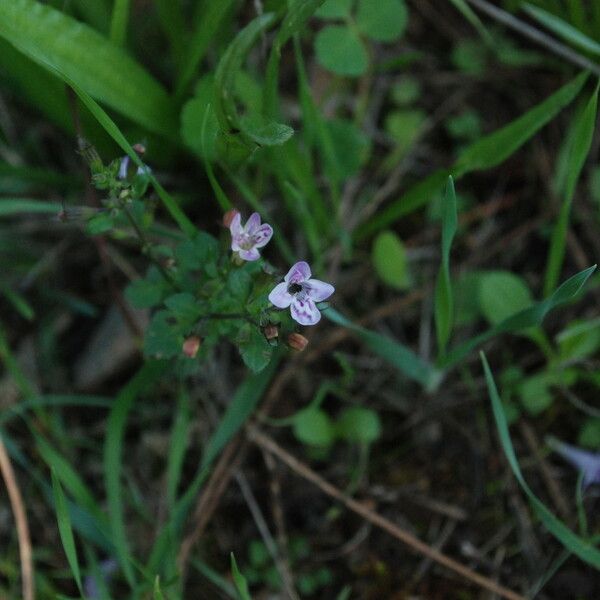 Clinopodium menthifolium Fleur