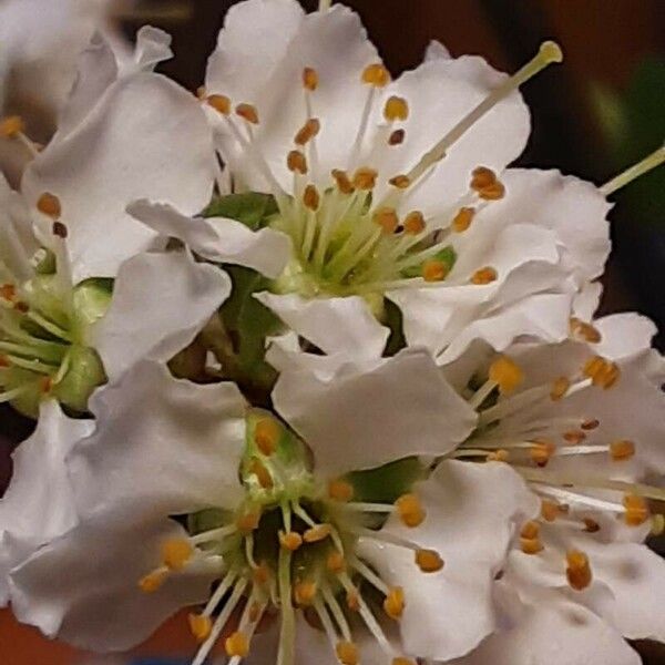 Prunus salicina Flor