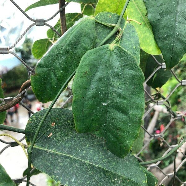 Thunbergia mysorensis 葉