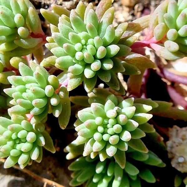 Sedum hispanicum Blatt