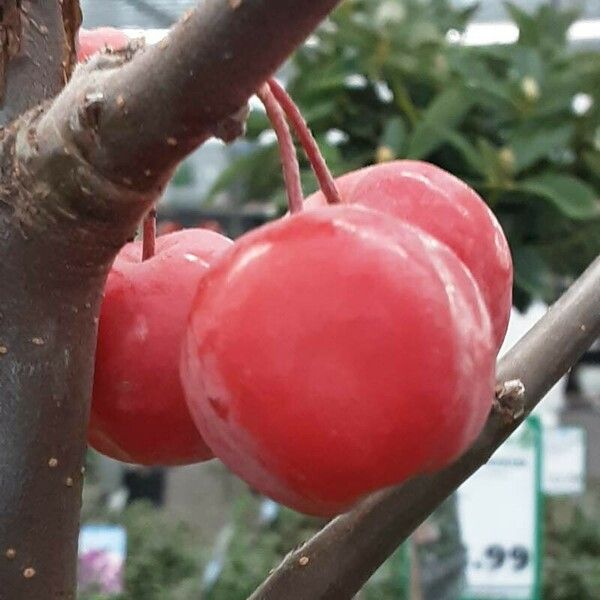 Malus baccata 果実