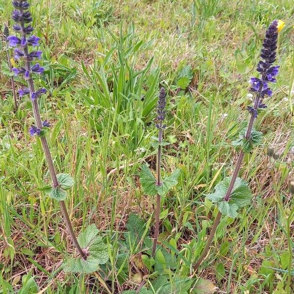 Salvia verbenaca आदत