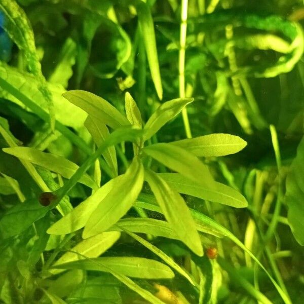 Hygrophila polysperma Yaprak