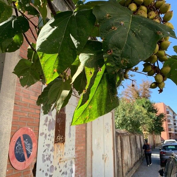 Catalpa bignonioides Blad