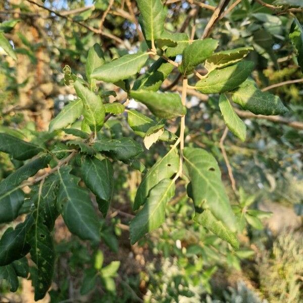 Quercus suber Ліст