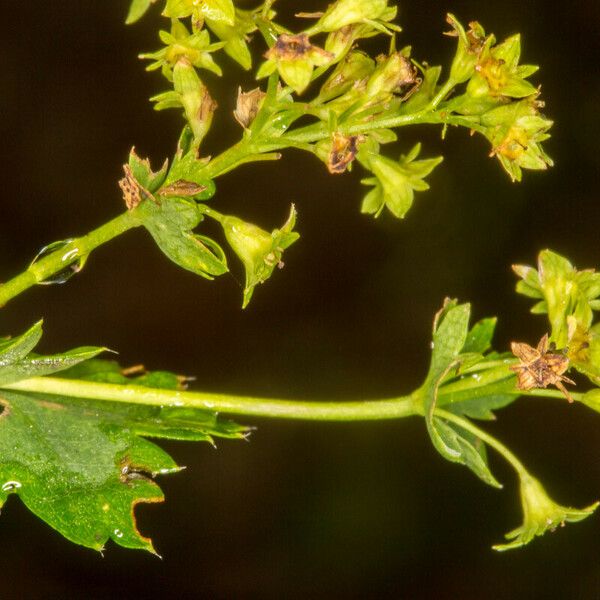 Alchemilla glabra Frutto