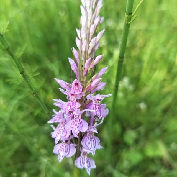 Dactylorhiza fuchsii Цвят