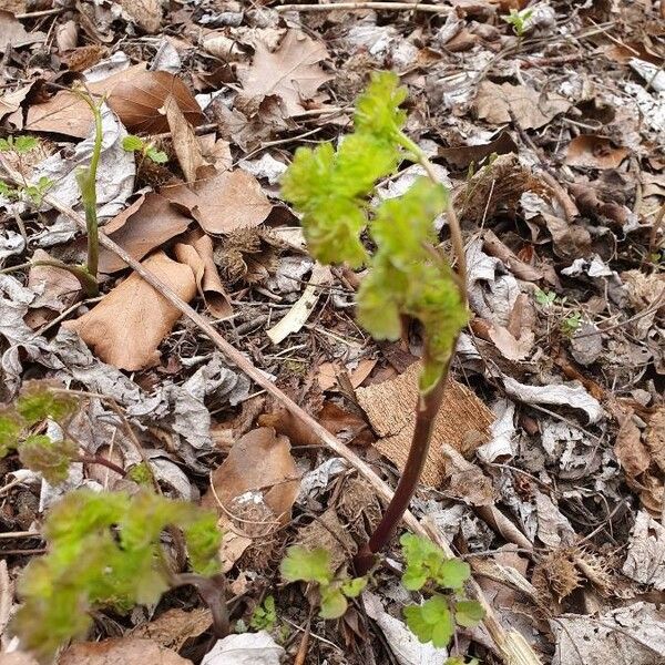 Thalictrum dioicum Otro