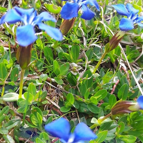 Gentiana brachyphylla Цвят