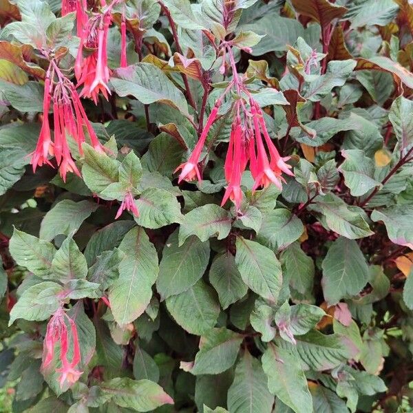 Fuchsia triphylla പുഷ്പം