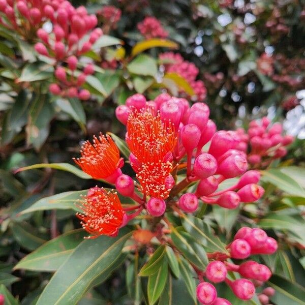 Corymbia ficifolia Blomma