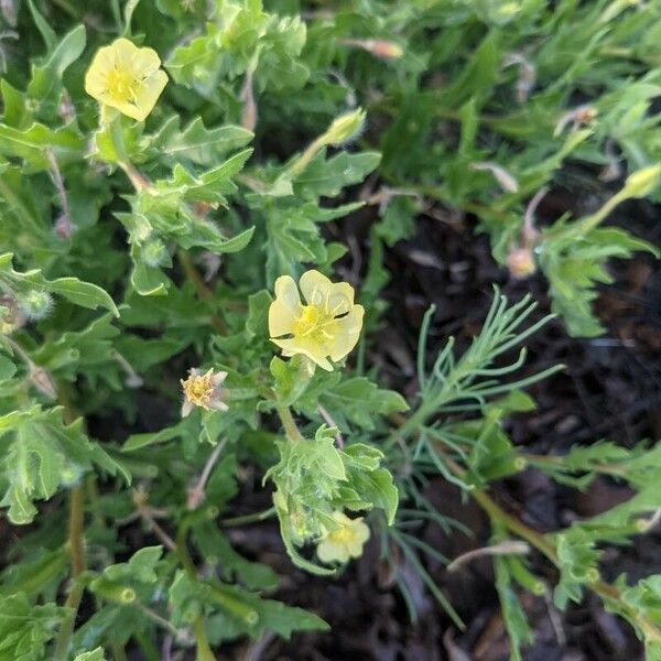 Oenothera laciniata Цветок