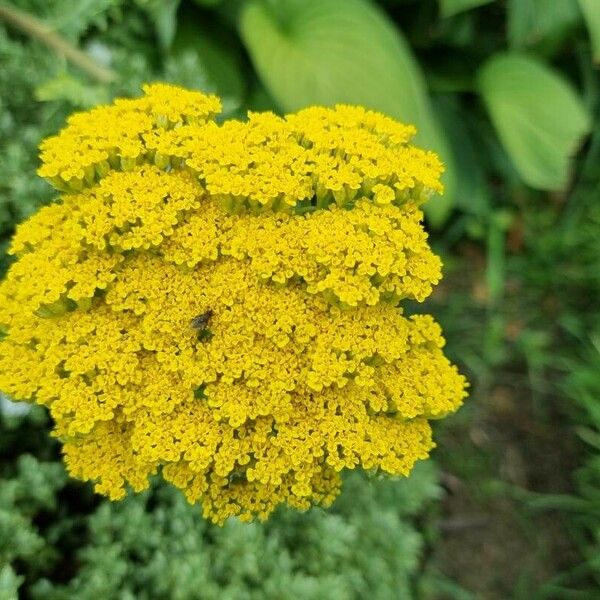 Achillea filipendulina Λουλούδι