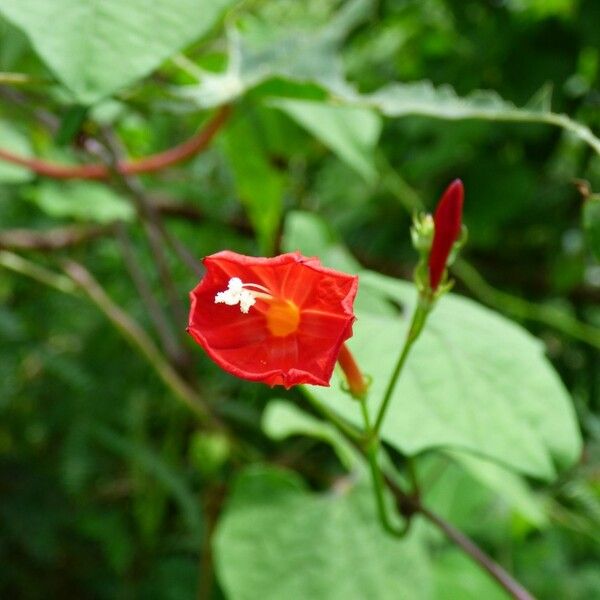 Ipomoea hederifolia Çiçek