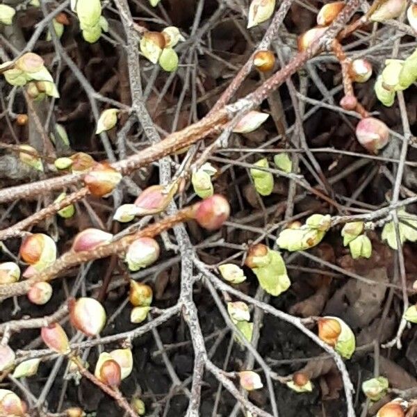 Corylopsis pauciflora Fiore