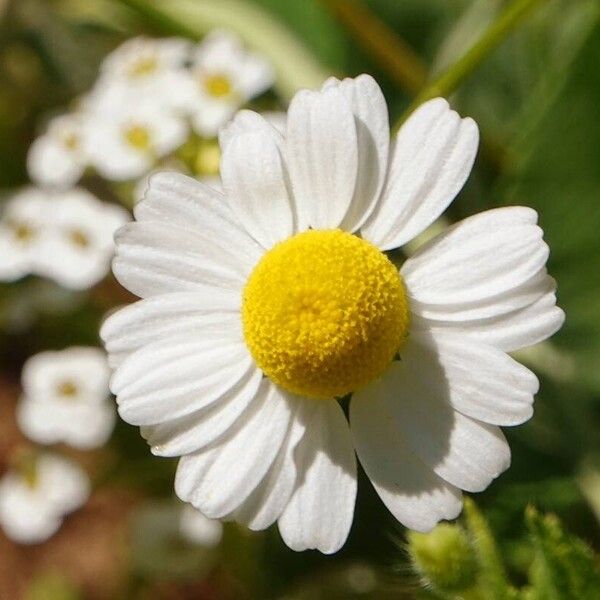 Chamaemelum nobile Flower