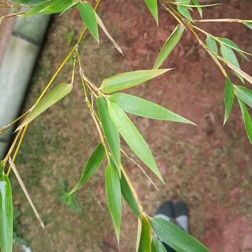 Phyllostachys aurea 葉