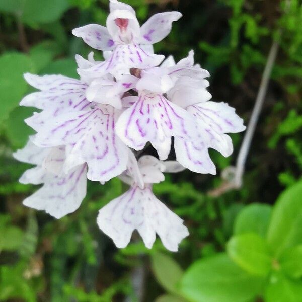 Dactylorhiza maculata Floare