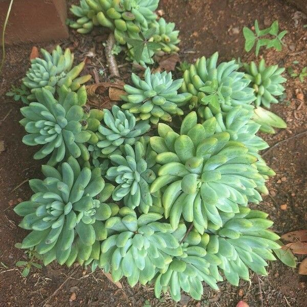 Sedum pachyphyllum List