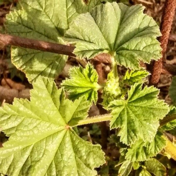 Malva sylvestris Foglia