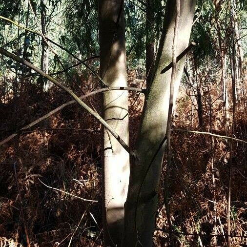 Acacia dealbata Bark