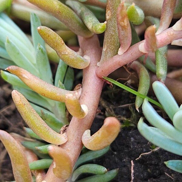 Petrosedum rupestre Bark