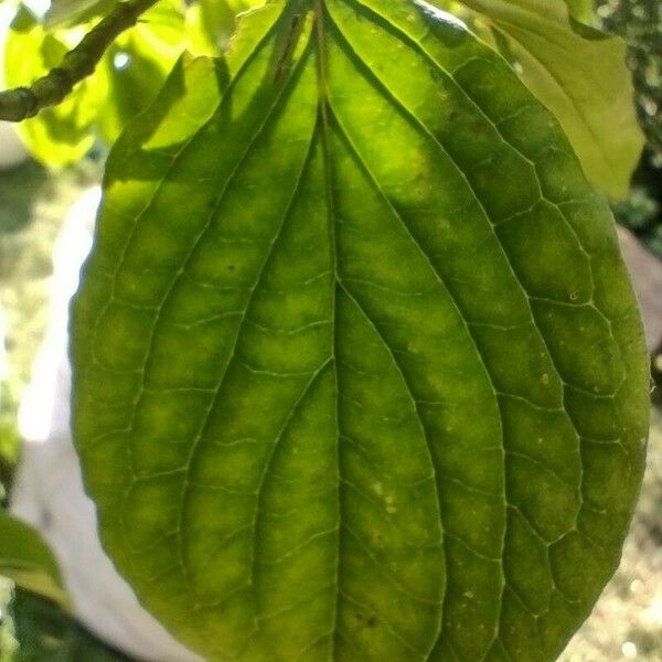 Cornus sanguinea List