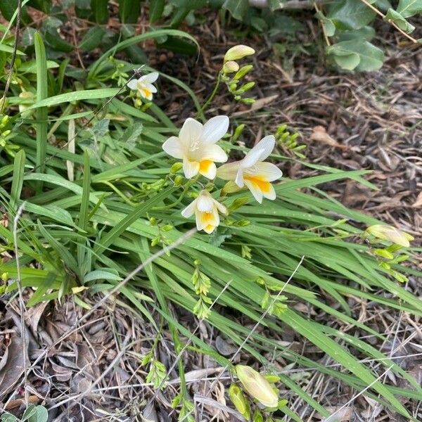 Freesia leichtlinii Blüte