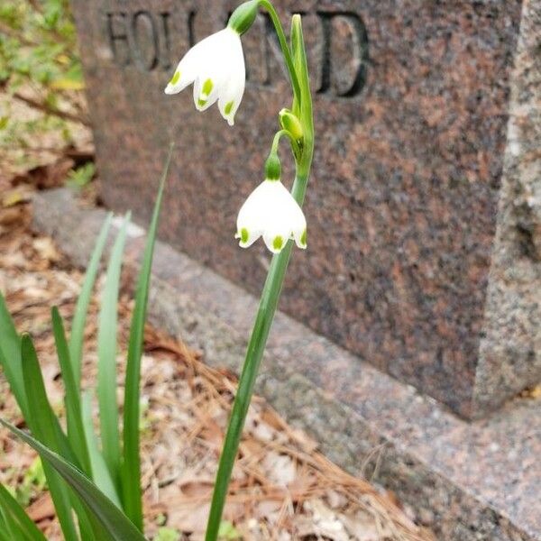 Leucojum vernum Floare