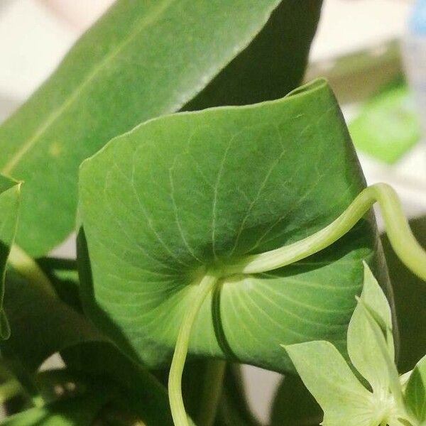 Bupleurum rotundifolium Leaf