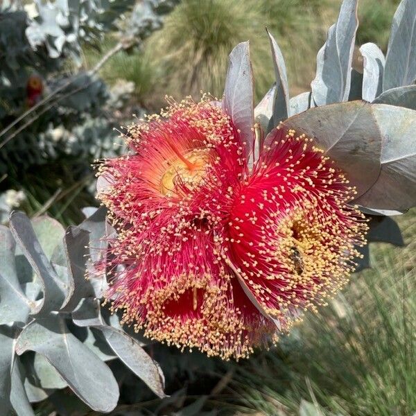 Eucalyptus macrocarpa Flower