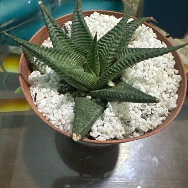 Haworthiopsis limifolia برگ