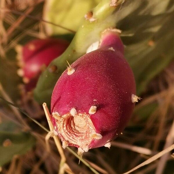 Opuntia ficus-indica 果實