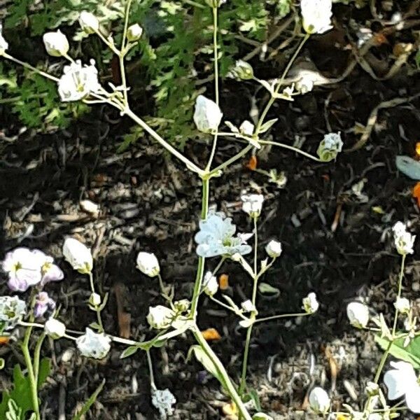 Gypsophila elegans Flor