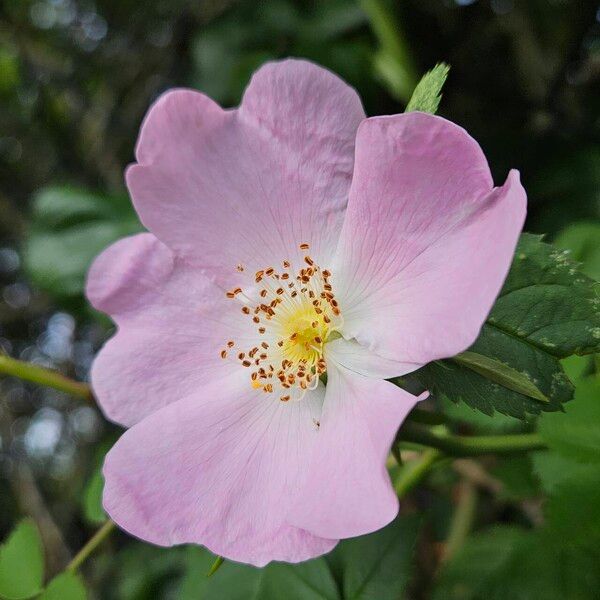 Rosa micrantha Flower