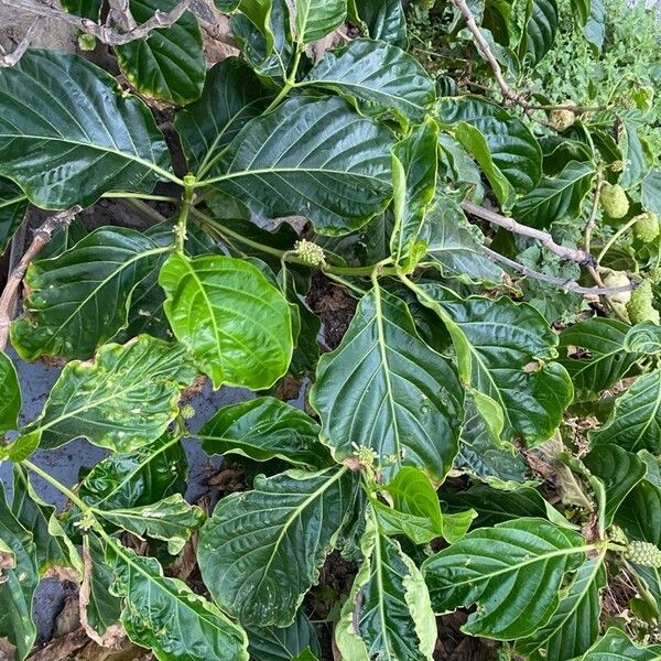 Morinda citrifolia 叶