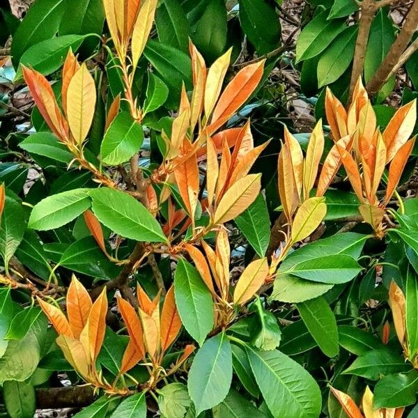 Photinia serratifolia Leaf