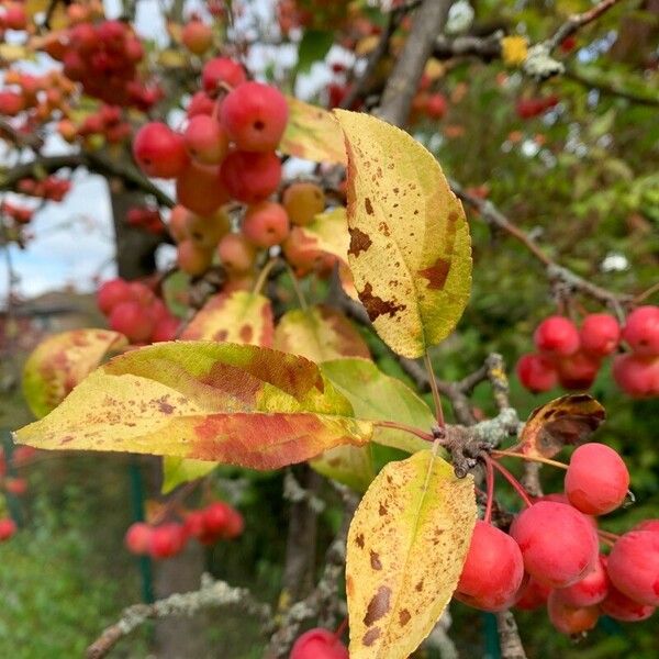 Malus prunifolia Fuelha