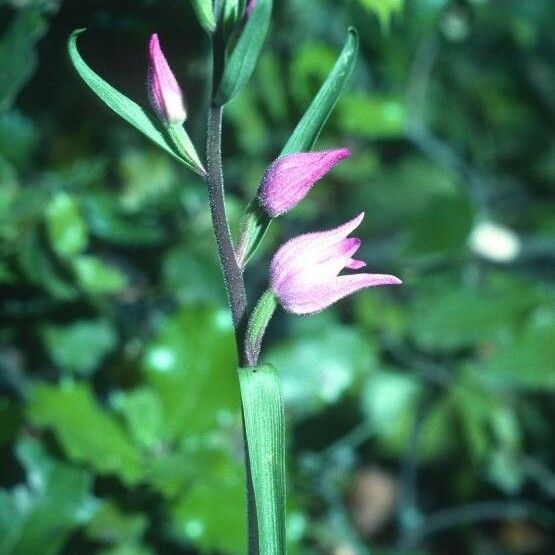 Cephalanthera rubra Žiedas