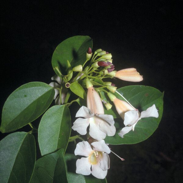 Lundia erionema Flower