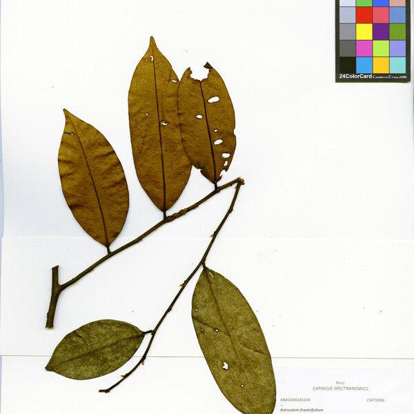 Guatteria duckeana Blad