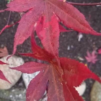 Acer palmatum Folha