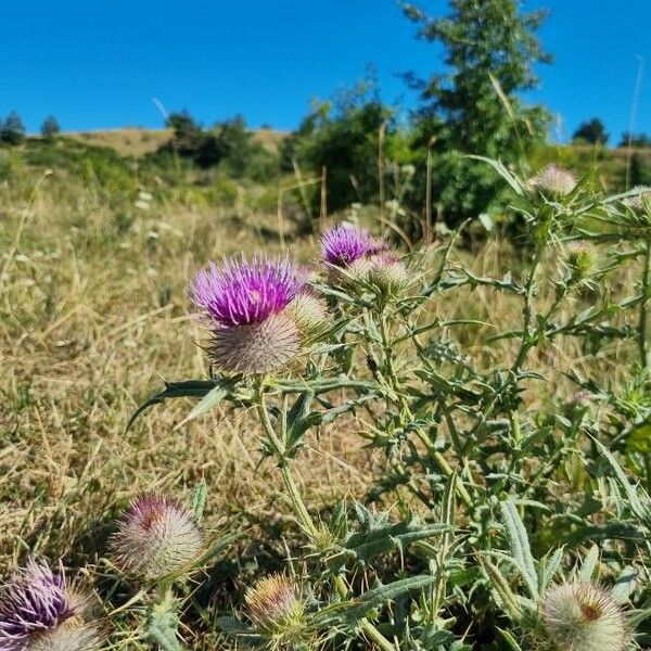 Cirsium morisianum Çiçek