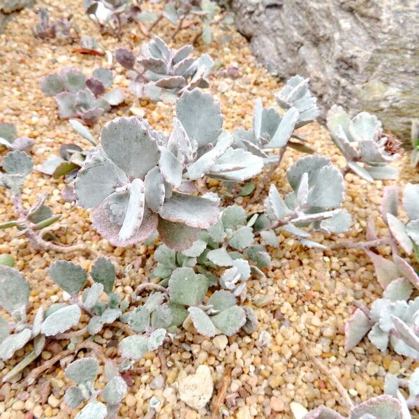 Kalanchoe pumila Habit