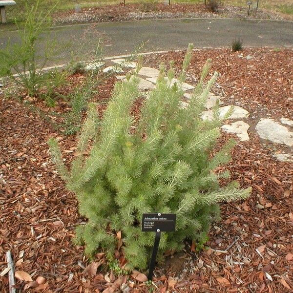 Adenanthos sericeus Plante entière