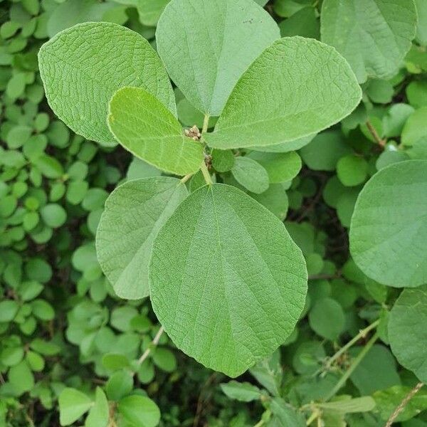 Cordia monoica Лист