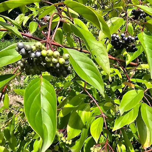 Cornus amomum Fruit