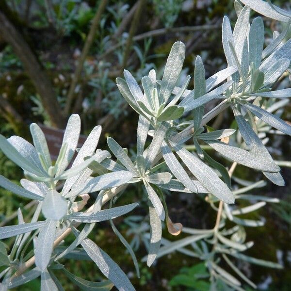 Atriplex canescens Leaf