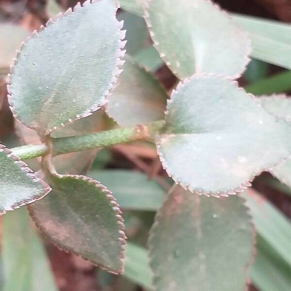 Kalanchoe lateritia Levél